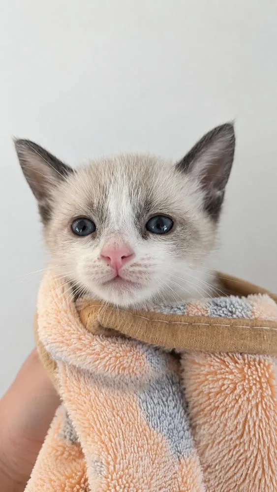 A baby small-sized male Siamese cat named Pocky for adoption in Calimesa, CA