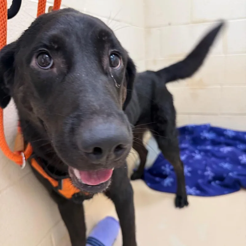 A young large-sized male Black Mixed Breed dog named Ivysaur for adoption in Winston-Salem, NC