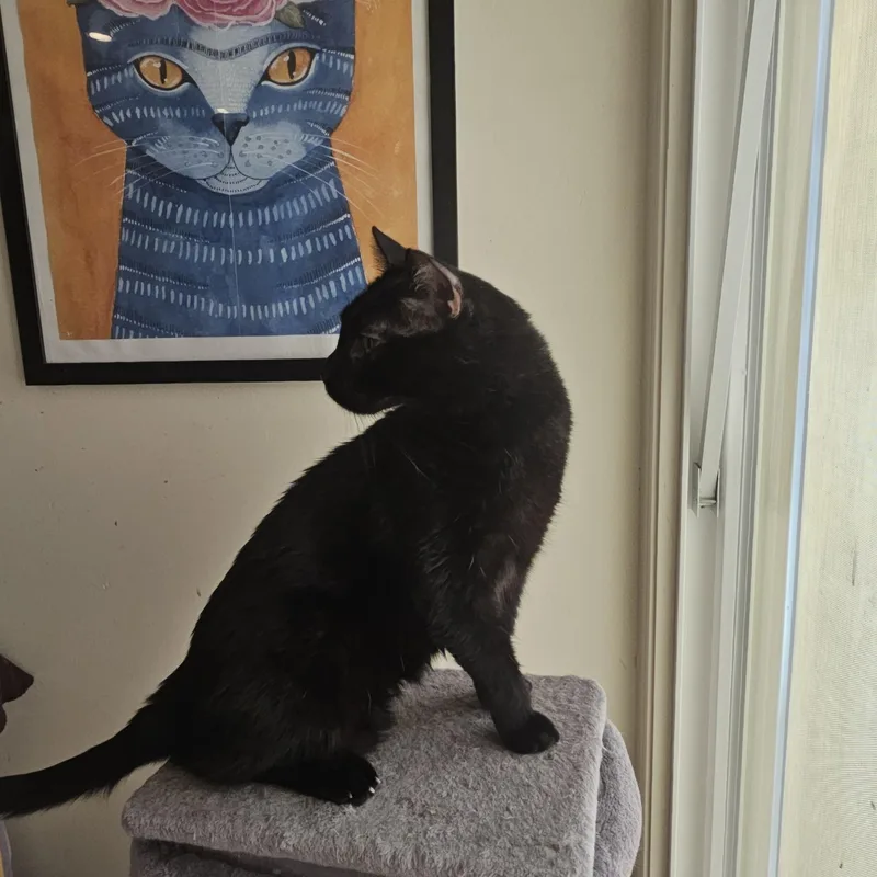A young large-sized male Black Domestic Short Hair cat named Big Head Tim for adoption in SCOTTSDALE, AZ
