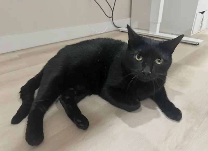 An adult large-sized male Domestic Short Hair cat named Salem for adoption in Lemoyne, PA