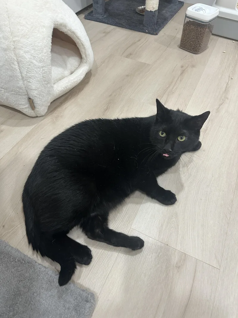 Salem thumbnail 2