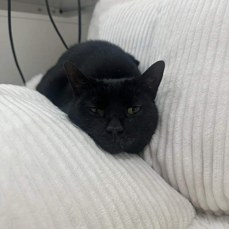 Salem thumbnail 3