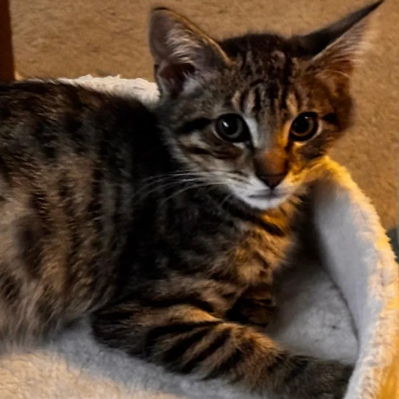 A baby small-sized male Brown / Chocolate Domestic Short Hair cat named Mack for adoption in Spokane, WA