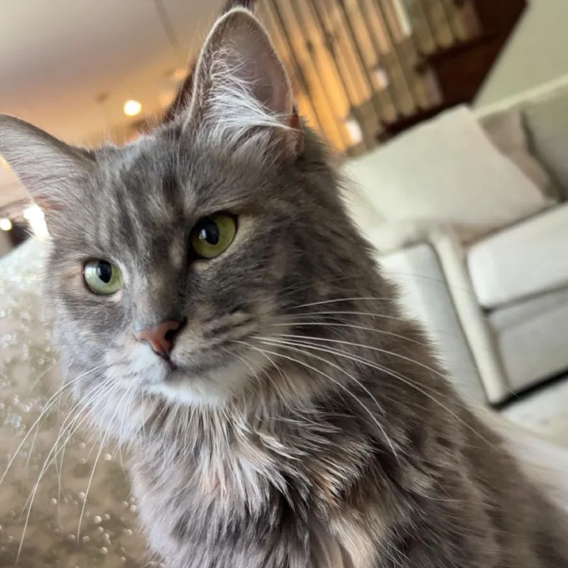 An adult medium-sized female Gray / Blue / Silver Domestic Long Hair cat named Qamar for adoption in Belleville, IL