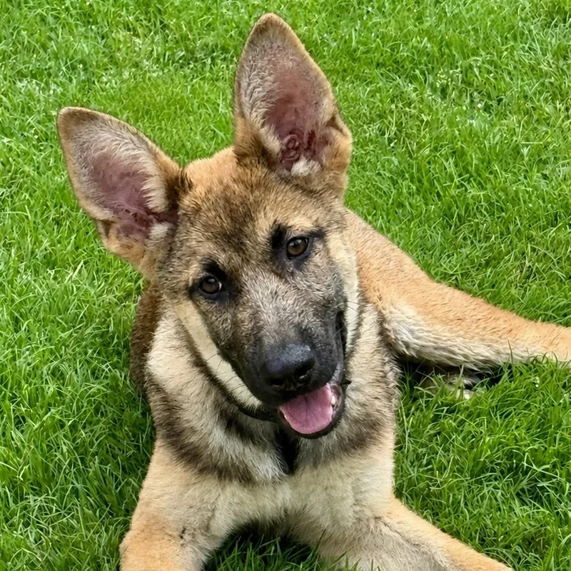 A baby large-sized male Brown / Chocolate Belgian Shepherd / Malinois dog named Paddy for adoption in Park Forest, IL