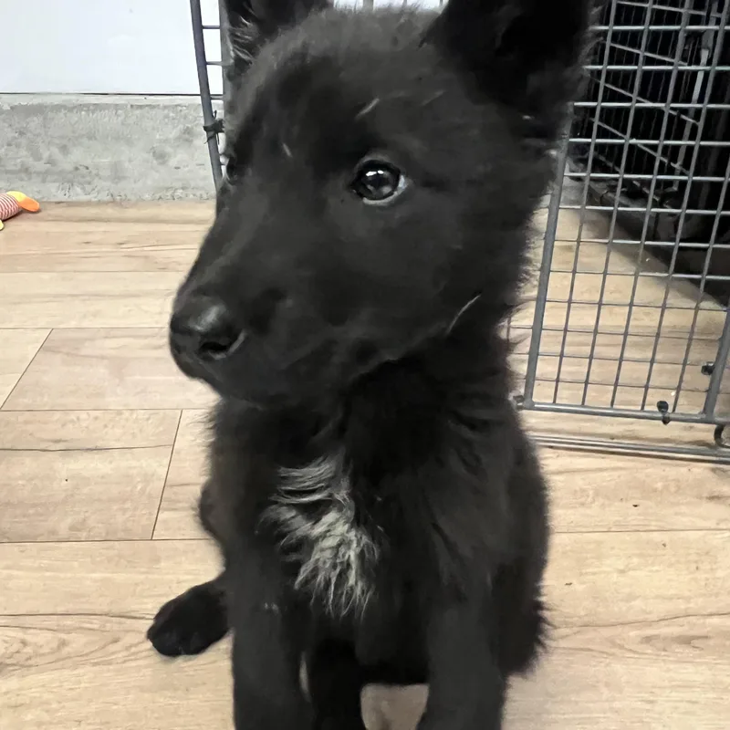 A baby medium-sized male Black German Shepherd Dog dog named Axel for adoption in Inglewood, CA