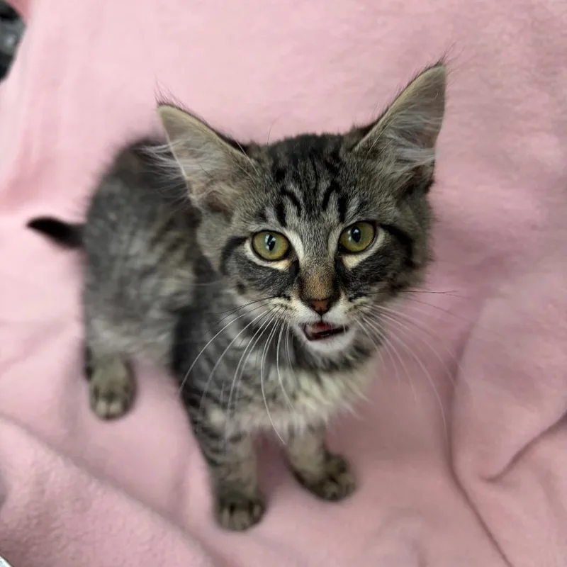 A baby small-sized female Brown / Chocolate Domestic Medium Hair cat named Bam Bam for adoption in West Point, MS