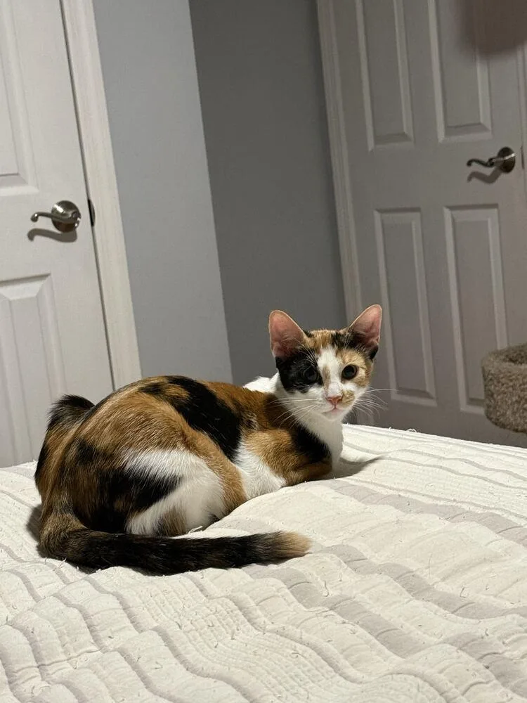 A baby medium-sized female Orange & White Domestic Short Hair cat named Tiramisu for adoption in North Brunswick, NJ