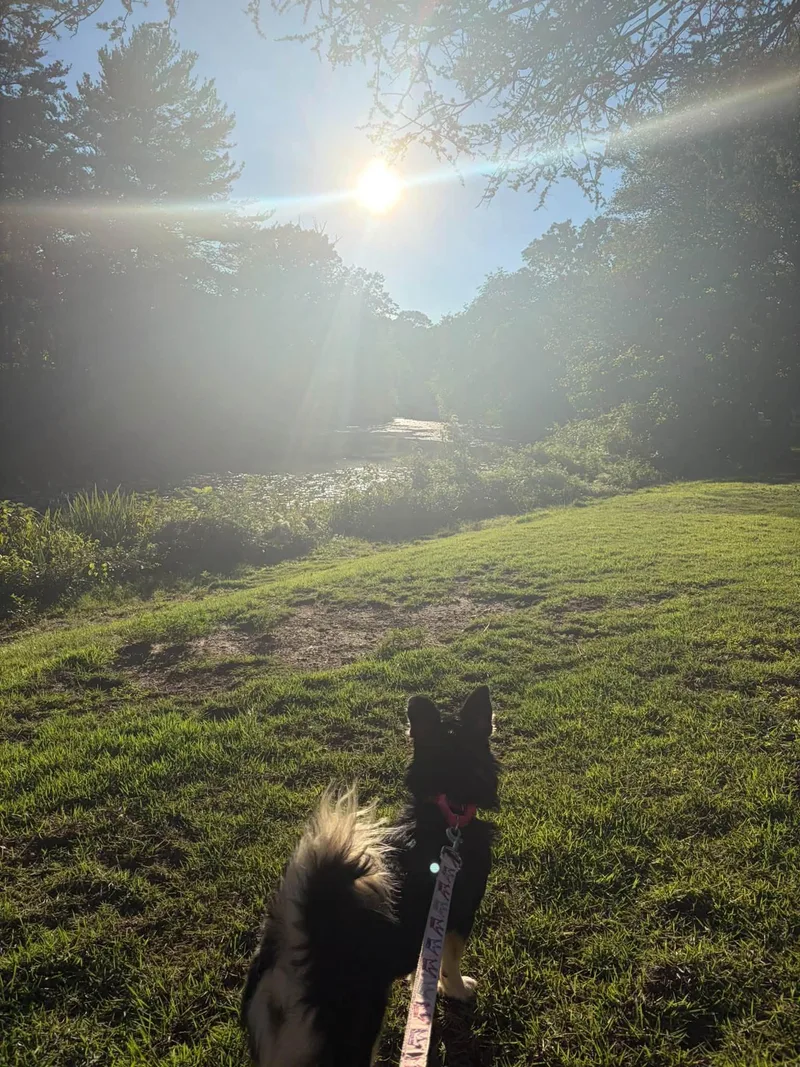 A baby small-sized female Black Corgi dog named Maple for adoption in Clayton, NJ