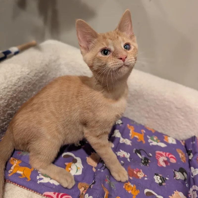 A baby medium-sized female Domestic Short Hair cat named Chicken for adoption in Cape Girardeau, MO