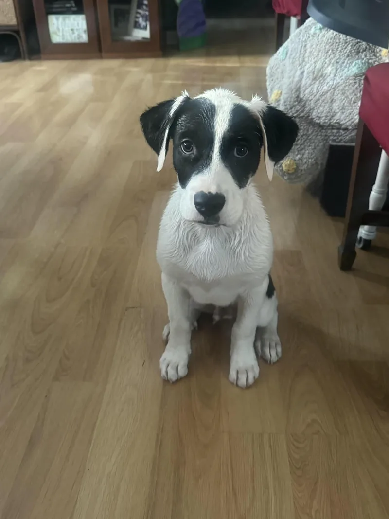 A baby medium-sized male American Bulldog dog named Gabriel for adoption in Hillsdale, NY