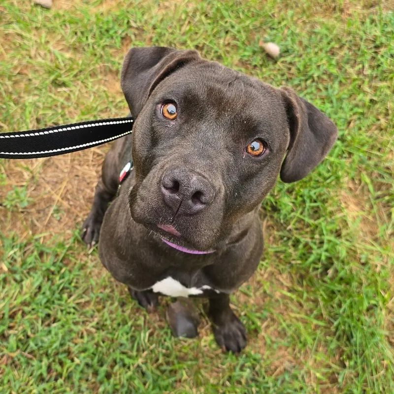An adult medium-sized female Brown / Chocolate Pit Bull Terrier dog named Iris for adoption in Milan, IL