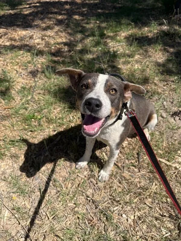 An adult medium-sized male Brown / Chocolate Mixed Breed dog named Trevor for adoption in Hobbs, NM
