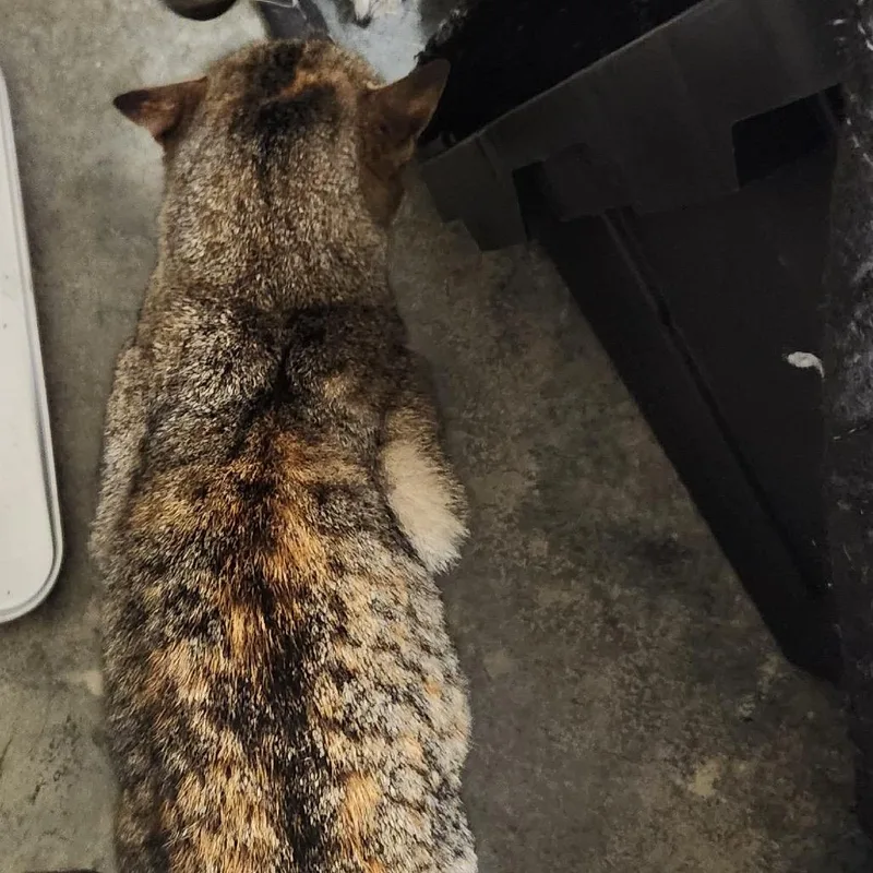 Found Canton thumbnail 2