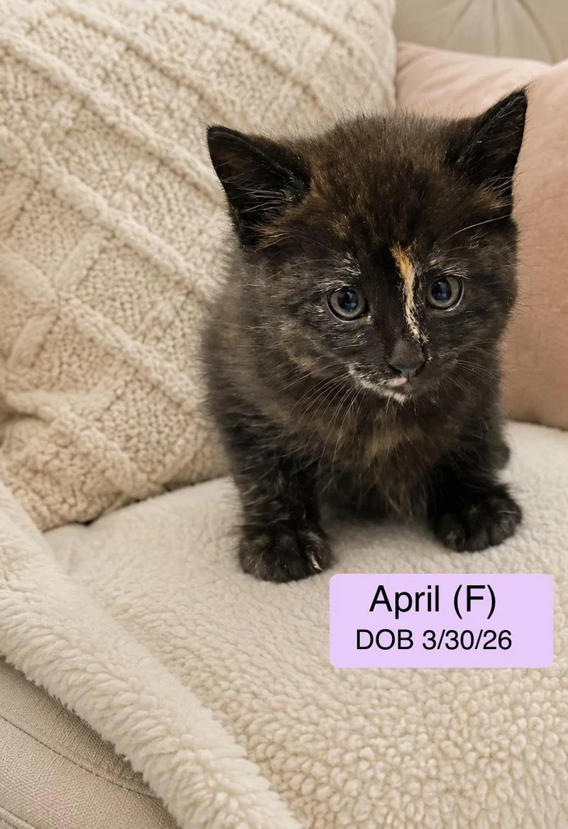 April thumbnail 2