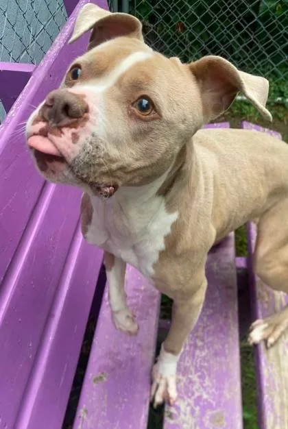 A young medium-sized female Mixed Breed dog named Smores for adoption in Hobart, IN
