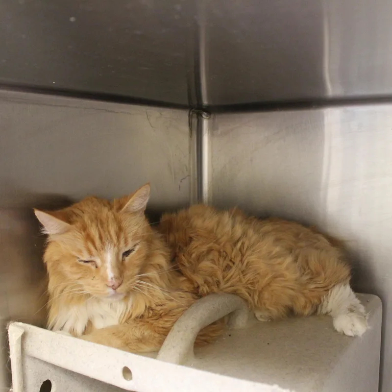A senior medium-sized male Tabby (Orange / Red) Domestic Long Hair cat named Gizmo for adoption in Yucca Valley, CA