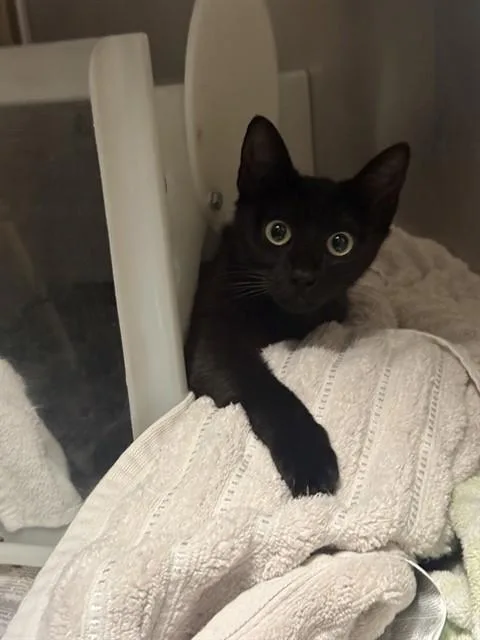 A young small-sized female Domestic Short Hair cat named Licorice for adoption in San Jose, CA