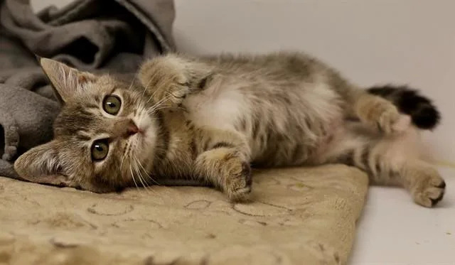 A baby small-sized female Domestic Short Hair cat named Marta for adoption in San Luis Obispo, CA