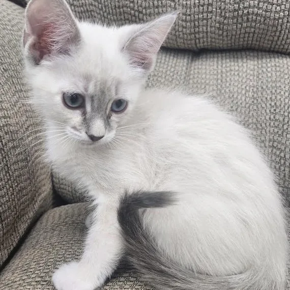 A baby medium-sized female Cream / Ivory Domestic Medium Hair cat named Ivory for adoption in Mesquite, NV