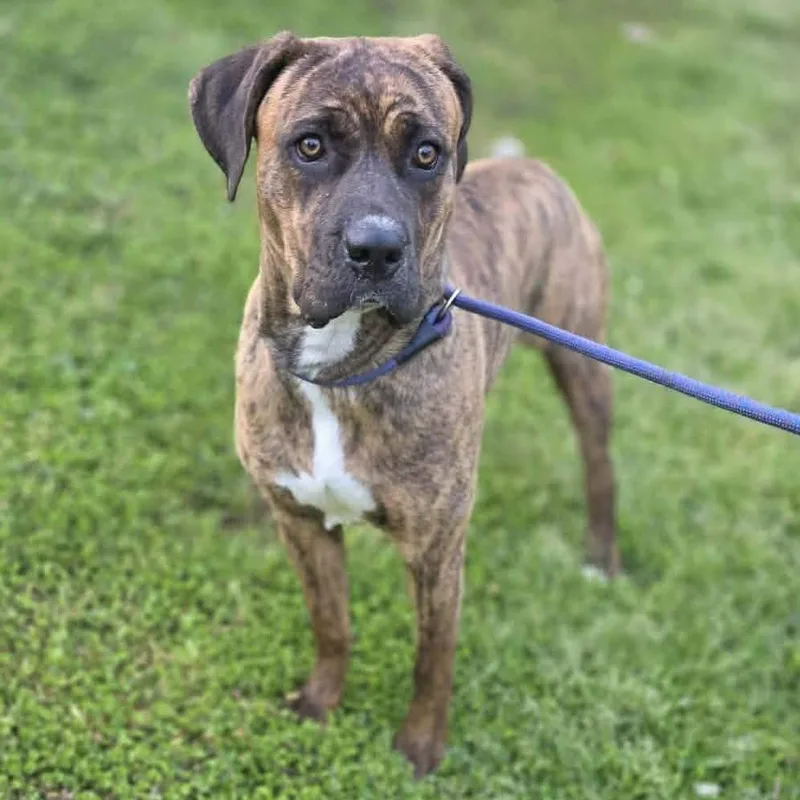 An adult medium-sized female Mixed Breed dog named Ivy for adoption in Long Island City, NY