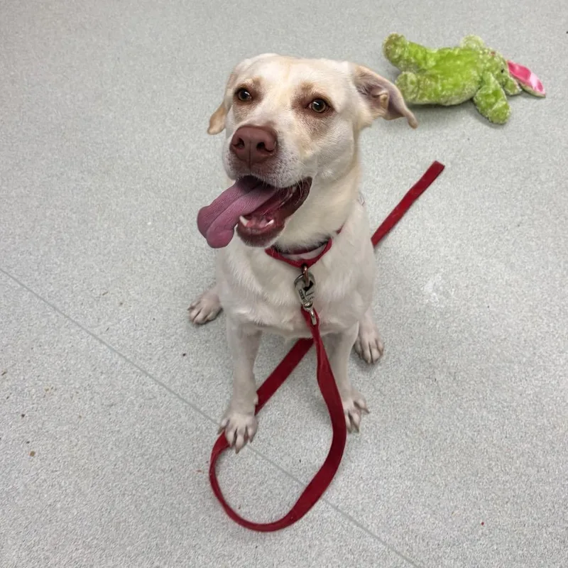 An adult medium-sized male Yellow / Tan / Blond / Fawn Labrador Retriever dog named Blue for adoption in Springfield, MA
