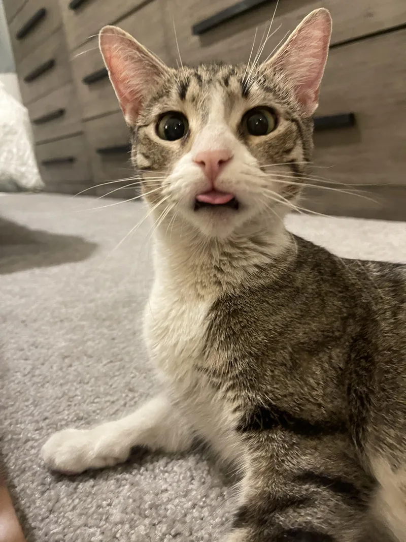 An adult medium-sized female Tabby (Gray / Blue / Silver) Domestic Short Hair cat named Ruby for adoption in Youngtown, AZ