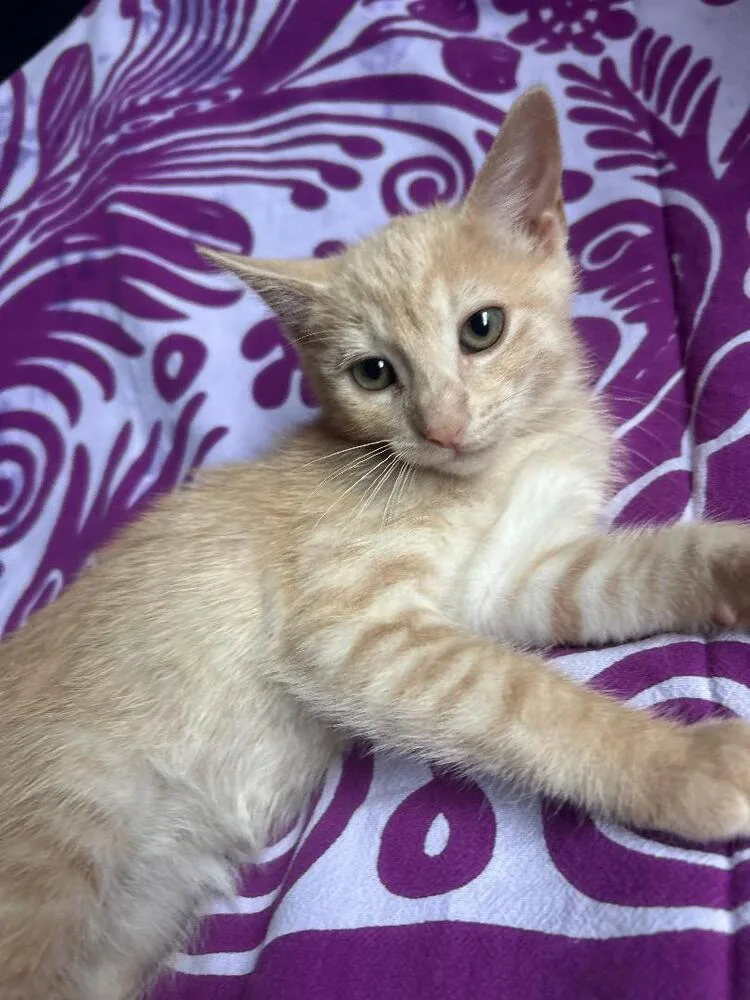 A baby medium-sized male Tabby (Orange / Red) Domestic Short Hair cat named Henry for adoption in Oceanside, CA