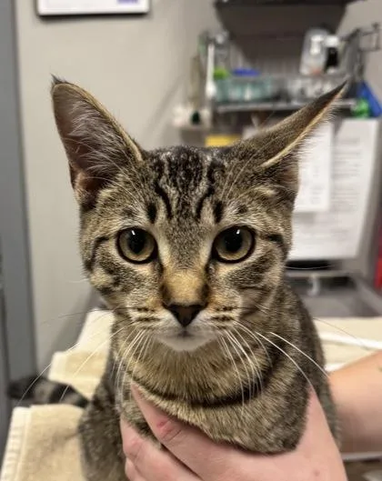 An adult medium-sized female Domestic Short Hair cat named Cortex for adoption in Mason, MI