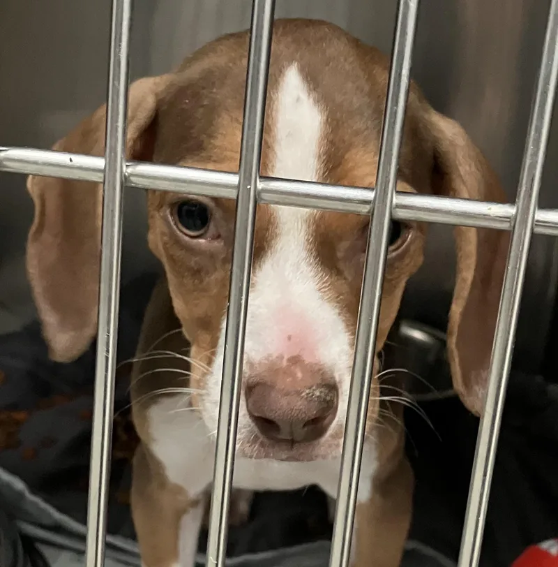 A baby medium-sized female White / Cream Beagle dog named Gidget for adoption in Parma, OH