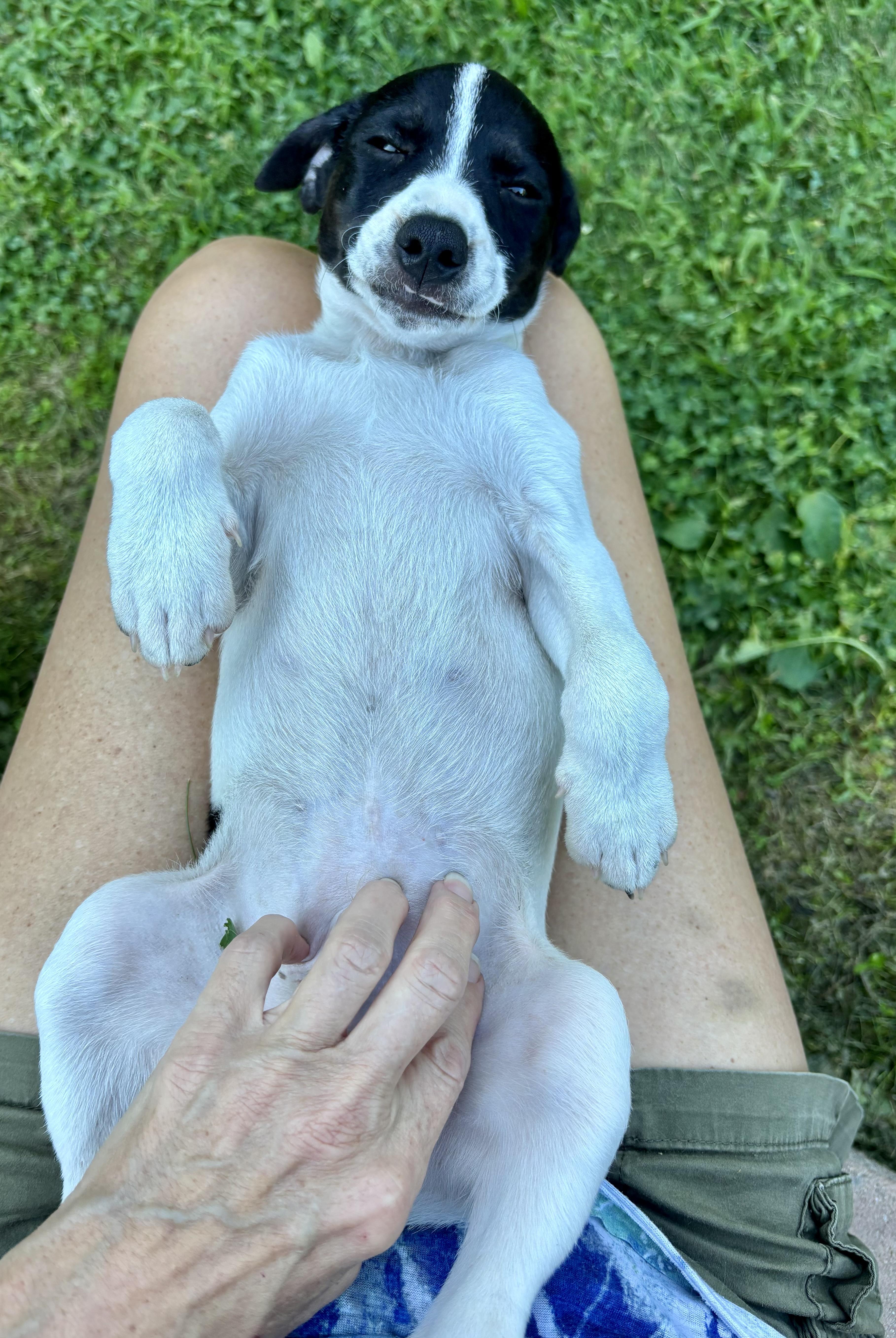 Maxwell