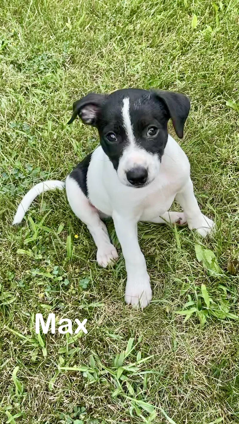 Maxwell thumbnail 2