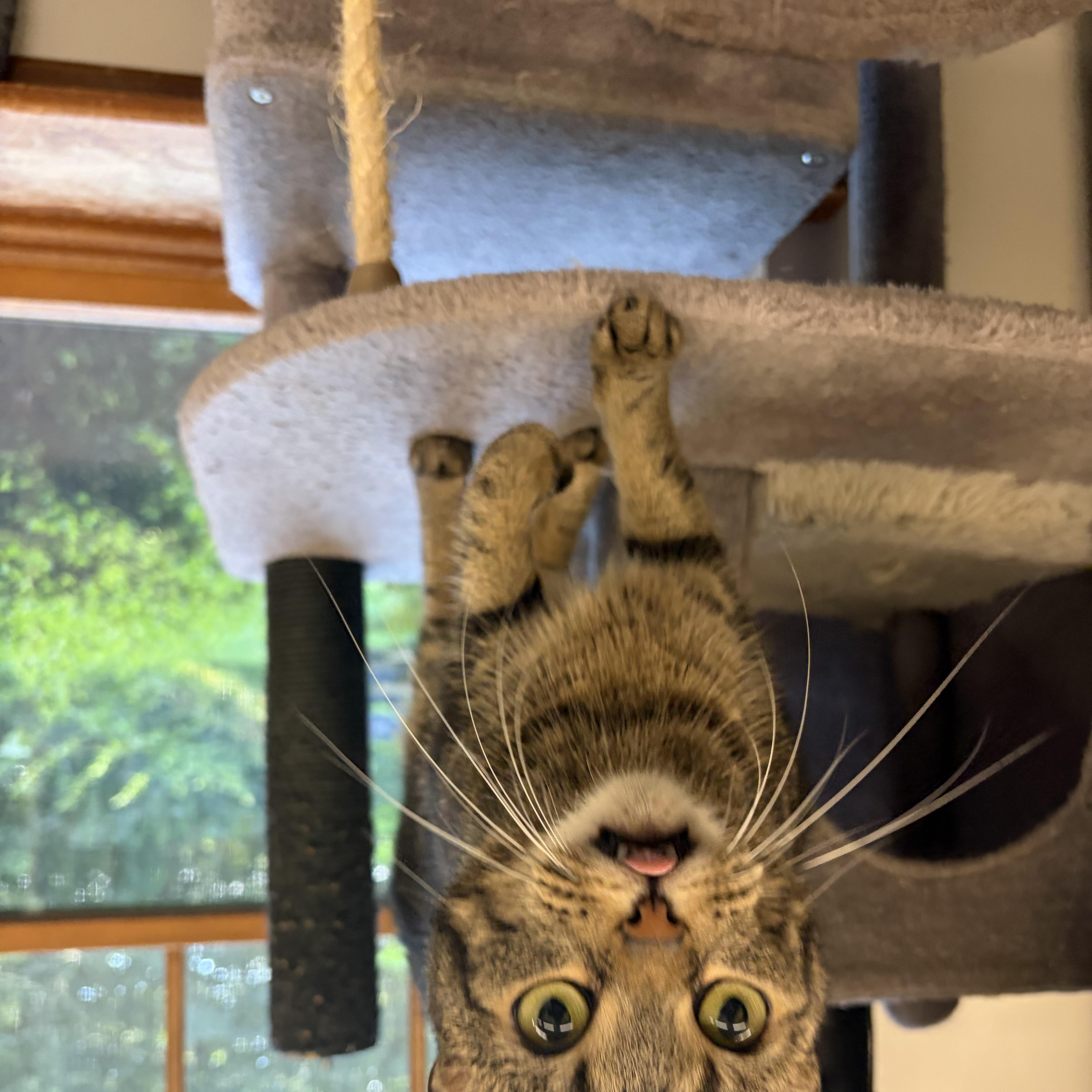 An adult medium-sized female Tabby (Brown / Chocolate) Domestic Short Hair cat named Peepers for adoption in Southold, NY