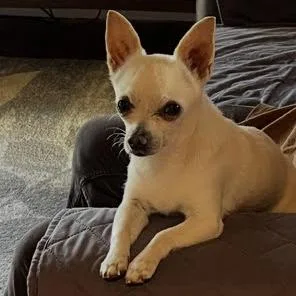 A young small-sized male White / Cream Chihuahua dog named Chico for adoption in Tacoma, WA