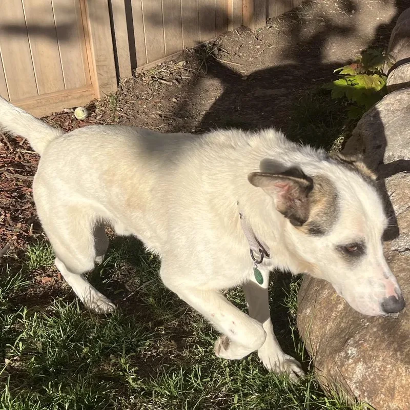 A young large-sized male White / Cream Mixed Breed dog named Spot for adoption in Buffalo, MN