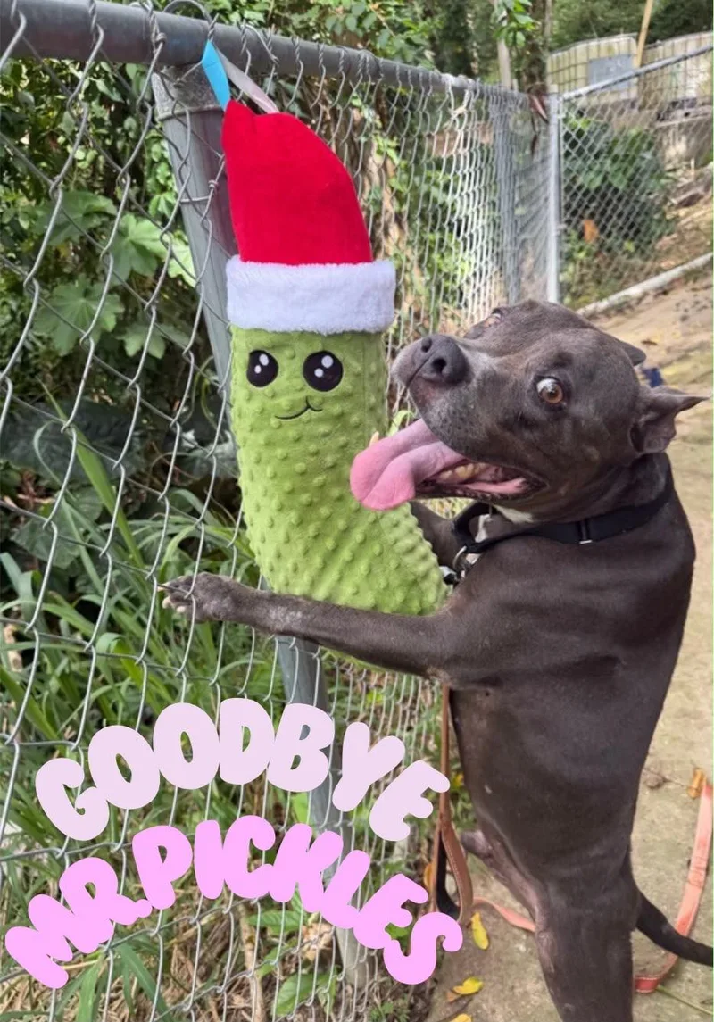 ROcco thumbnail 4