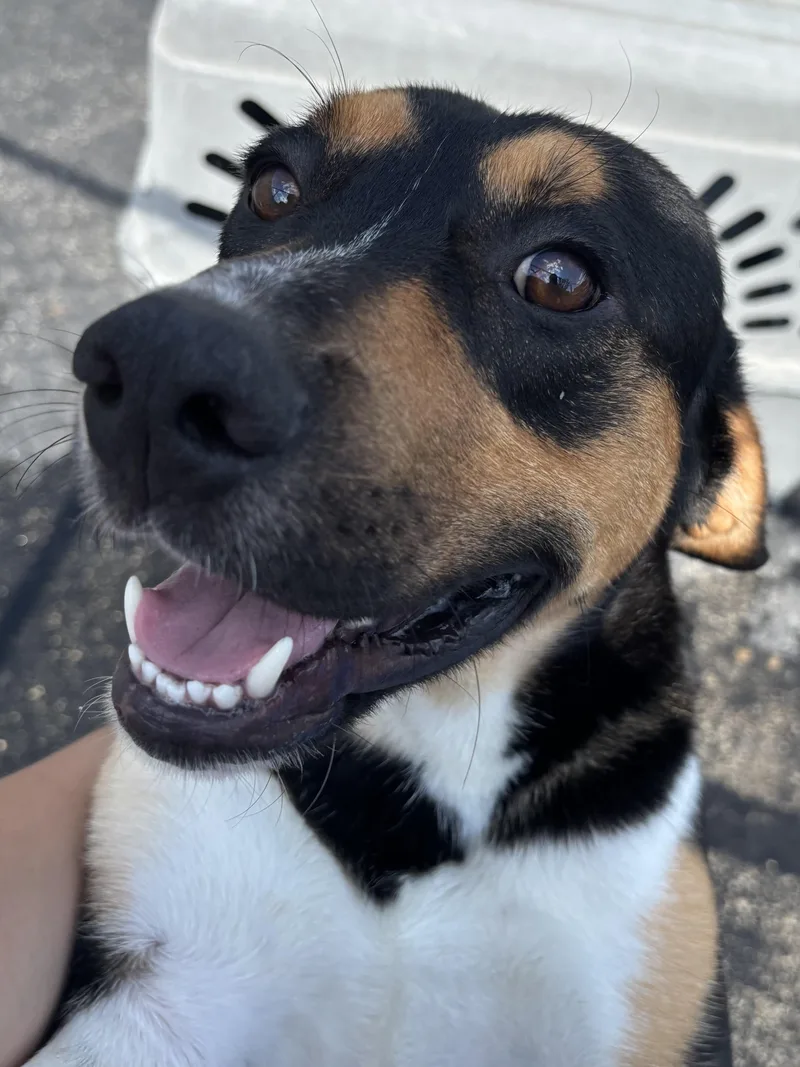 A young medium-sized male Tricolor (Brown, Black, & White) Petit Basset Griffon Vendeen dog named Nelson for adoption in Joliet, IL