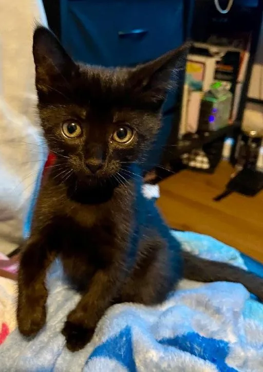 A baby small-sized female Black Domestic Short Hair cat named Daisy for adoption in Winter Haven, FL