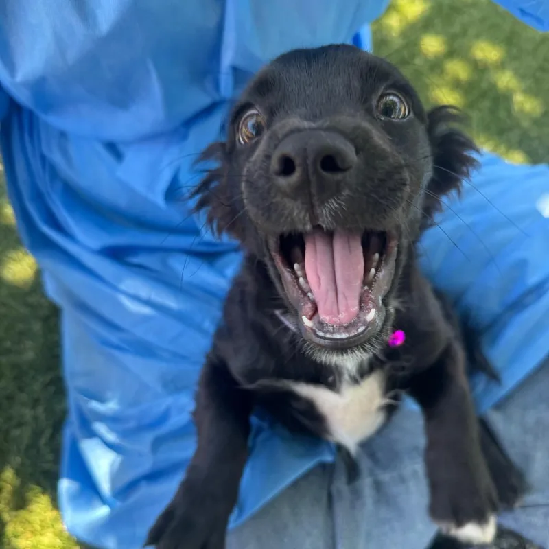 A baby small-sized male Black Chihuahua dog named Aster for adoption in Buellton, CA