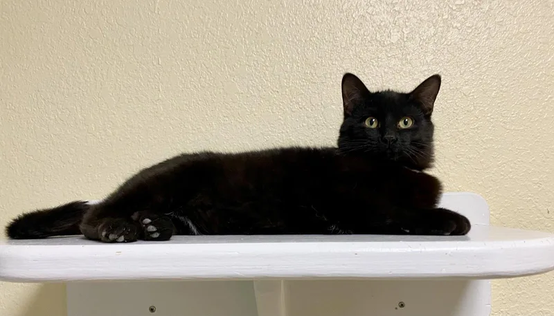 Kori King thumbnail 2