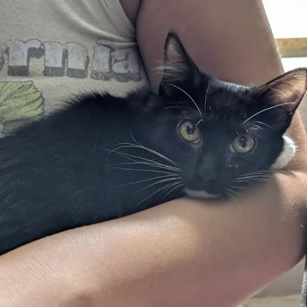 A baby medium-sized male Black Domestic Short Hair cat named Louis for adoption in Harrisonburg, VA
