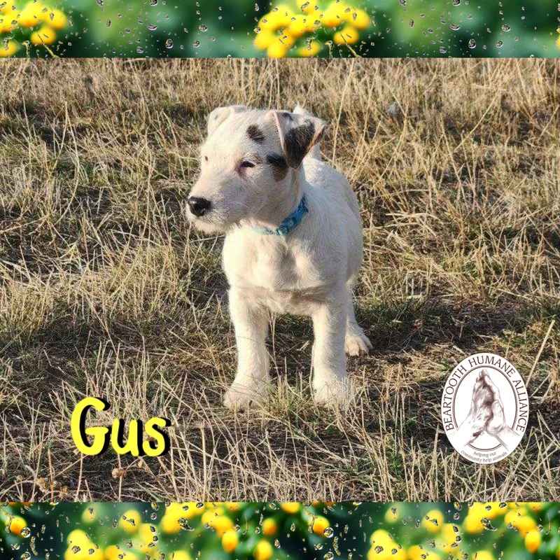 Gus thumbnail 2