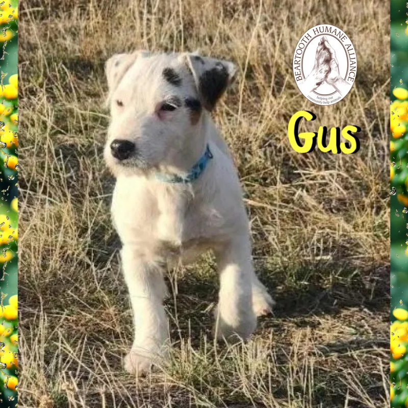 Gus
