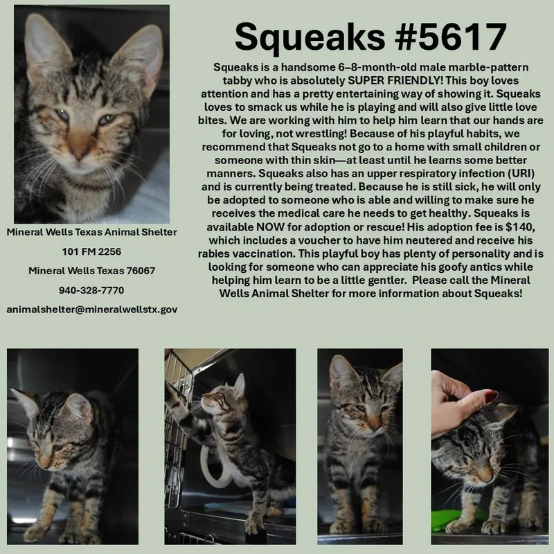 A baby medium-sized male Domestic Short Hair cat named Squeaks for adoption in Mineral Wells, TX