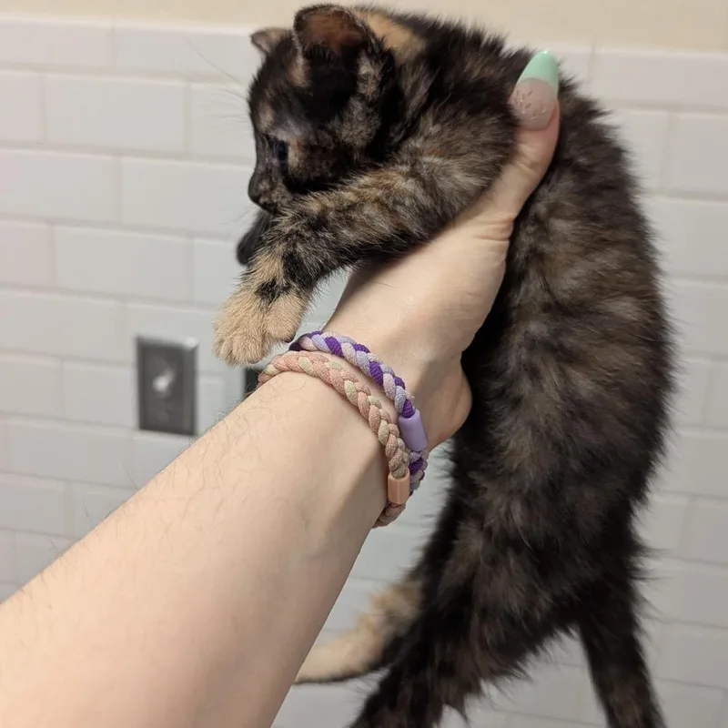 Taffy thumbnail 3