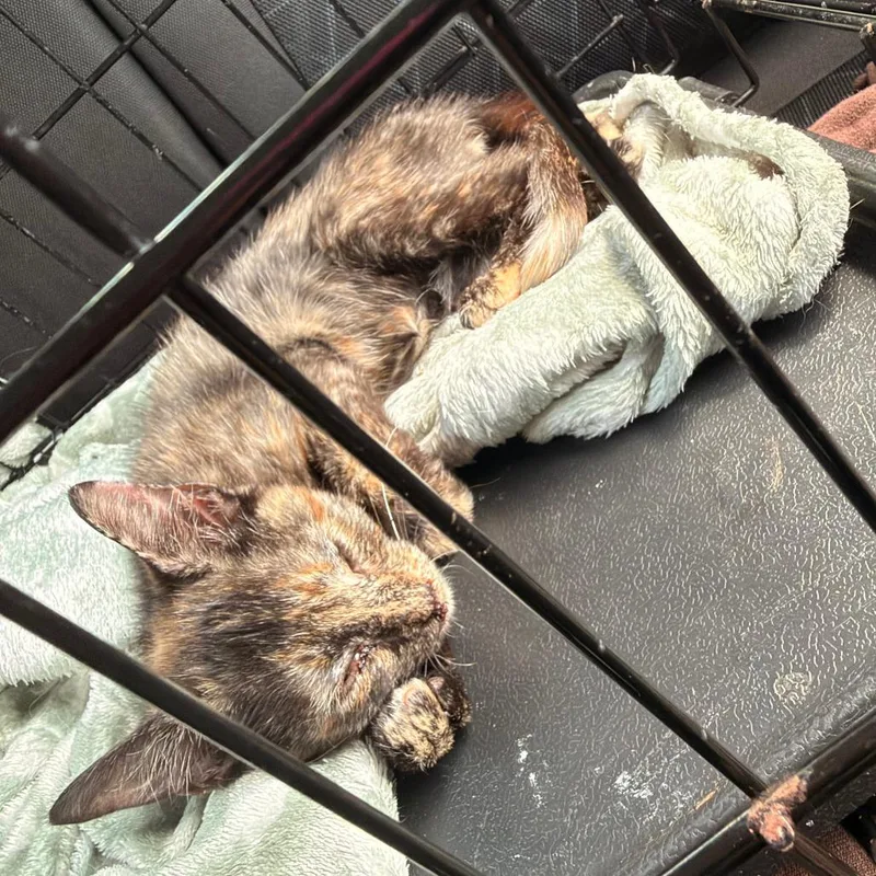 A baby small-sized female American Shorthair cat named Moon Beam for adoption in Greensboro, NC