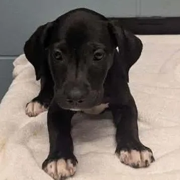 A young large-sized male Labrador Retriever dog named Neptune for adoption in Kansas City, MO