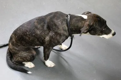 A young medium-sized female Plott Hound dog named Keira for adoption in Picayune, MS