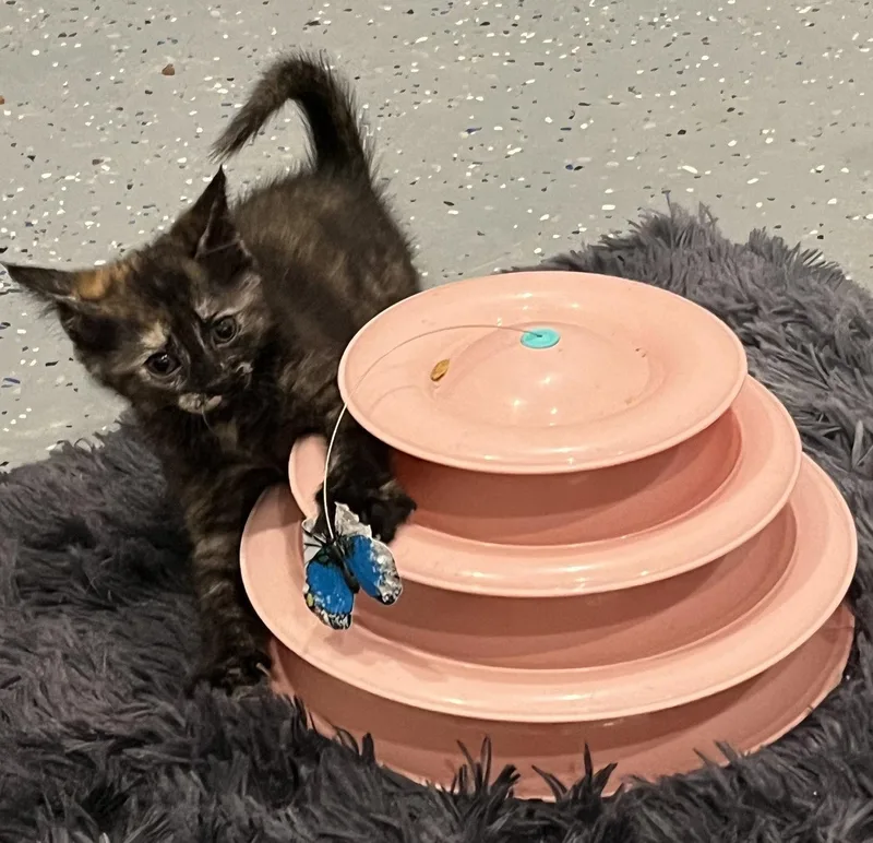 Salsa thumbnail 2