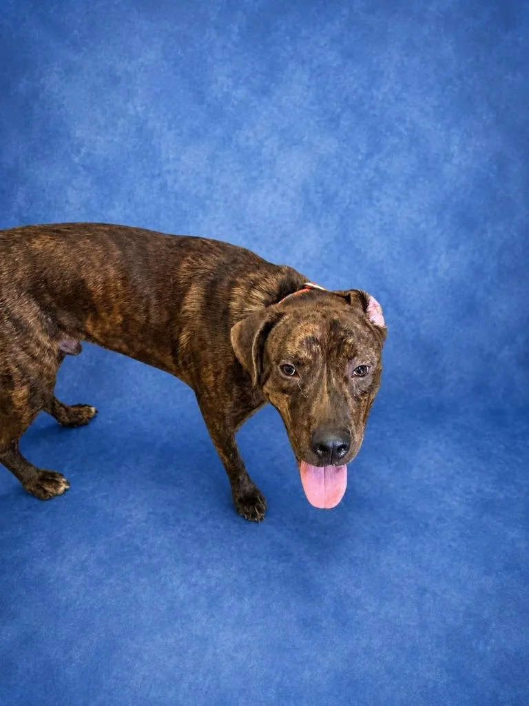 A young large-sized male Catahoula Leopard Dog dog named Bruiser for adoption in Wauchula, FL